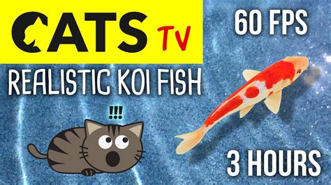 fish games for cats